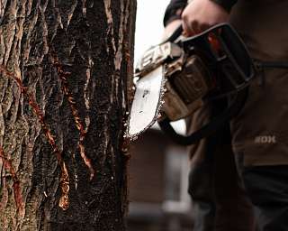 Schnitt am Baum